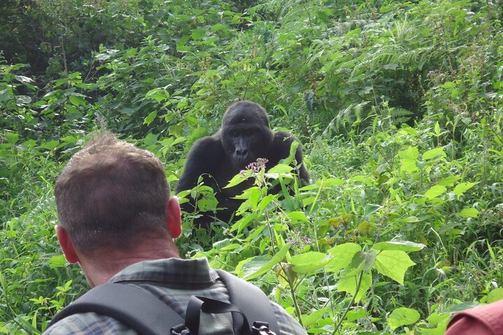    Filming Mountain gorillas guide on Uganda gorilla trekking safari adventure